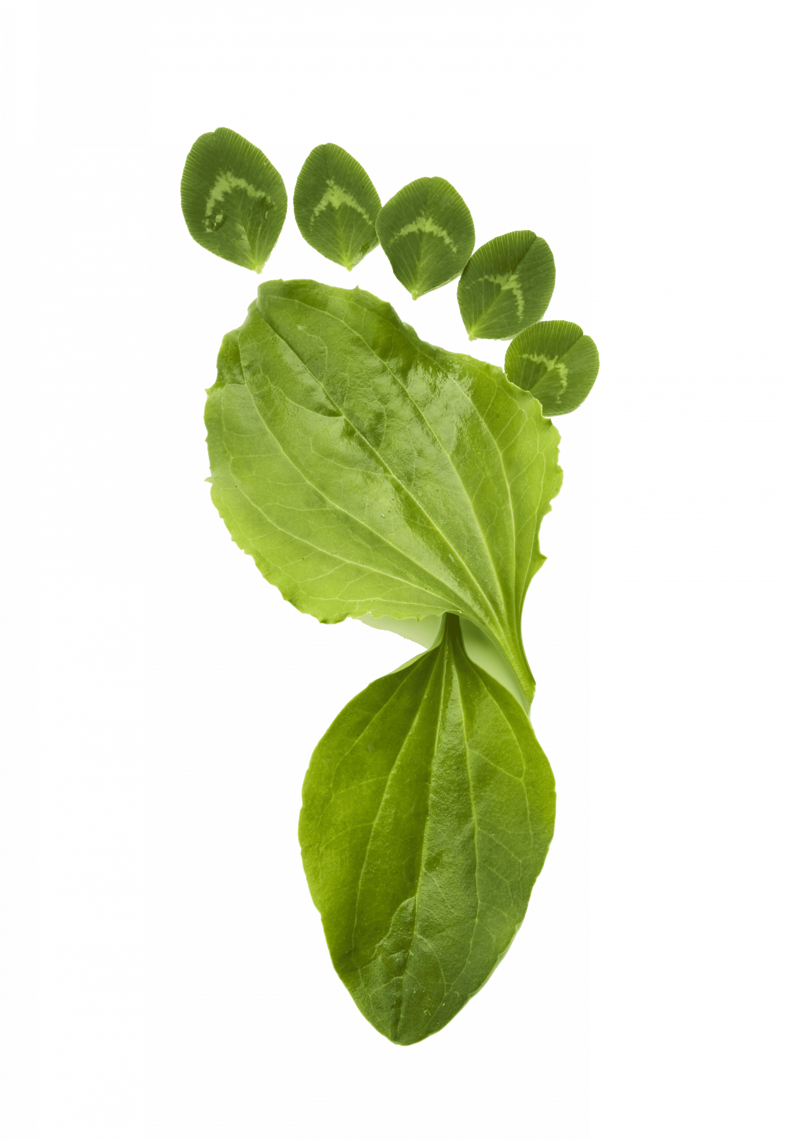 Green Footprint Shutterstock 83181193 Transparant
